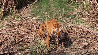 Tangled A tale of tigers and sugarcane fields in Pilibhit UP [upl. by Retse]