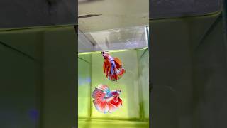 Beta fish recovery 😍❤️‍🩹betafish guppie aquarium fish bettafish fish [upl. by Carry]