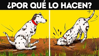 Significados reales detrás de 19 comportamientos extraños de los perros [upl. by Attwood]