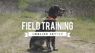 FIELD TRAINING ENGLISH SETTER [upl. by Latreese]