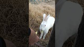 Can Rabbits Eat Lettuce  What You Need to Know animalfeeding [upl. by Inajna]