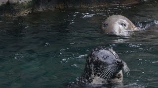 How Are Seals Different from Sea Lions [upl. by Eirroc459]