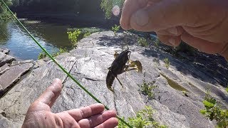 Creek Fishing With Live Crawfish [upl. by Otila]