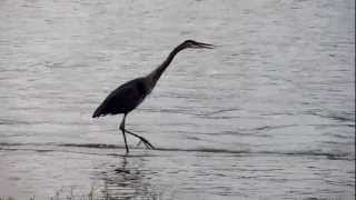 Great Blue Heron calling [upl. by Jaymie]