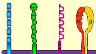 🔺LES MOLECULES DADHESION [upl. by Nirroc]