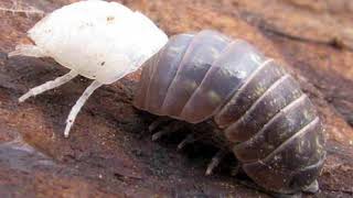 Life of Pill Bugs [upl. by Cobbie]