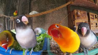 Lovebirds Meal Time  Wednesday December 3rd 2020 [upl. by Kotz]