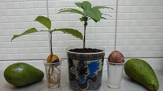 HOW TO GROW AVOCADO TREE FROM SEED [upl. by Natanhoj576]