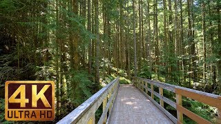 4K UHD Virtual Hike in the Forest  Middle Fork Trail Snoqualmie  Part 2  35 HRS Piano Music [upl. by Hartzel]