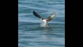 Eagle diving into water to catch fish [upl. by Samal]