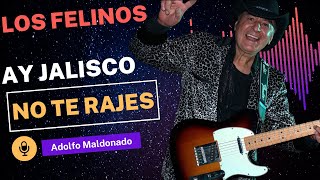 Los Felinos Ay Jalisco ft Adolfo Maldonado [upl. by Tarryn413]