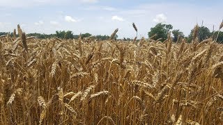 processing wheat into flour [upl. by Danby50]