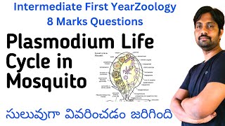 Plasmodium vivax Life Cycle in Mosquito Explained in Easyway  Inter Zoology 8 Marks Questions [upl. by Arim]