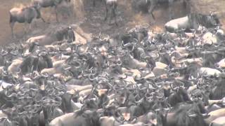 Great Wildebeests Migration [upl. by Doe328]