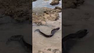 MORAY EEL ATTACK  Massive eel Bites me 😮 Crazy Story eel morayeel animalattack [upl. by Dranoc153]