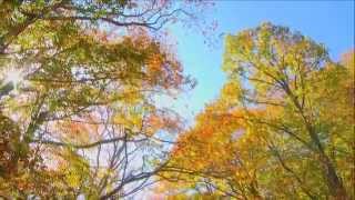 ～紅葉（もみじ）～ NHK東京児童合唱団 PartⅠ [upl. by Kennard583]