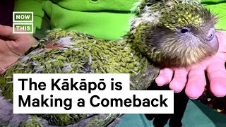 New Zealand’s Endangered Kākāpō Is Making a Comeback [upl. by Yerag568]