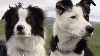 Practical Shepherding  A Systematic Guide to Sheepdog Training [upl. by Laud]