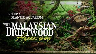 Set Up A Planted Aquarium with Malaysian Driftwood  Aquascaping Tank [upl. by Wei]