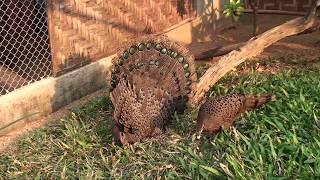 The rearing of Peacock Pheasants chicks 2017 [upl. by Younger430]