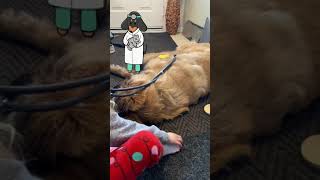 Leonberger Puppy amp his Little Vet [upl. by Inttirb]