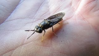 Black soldier fly larvae Hermetia illucens as aquaponic feed [upl. by Eidnarb]