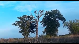 LAKE DANIEL TX Breckenridge TX Gonzales Creek Buzzards Attack Fishing Boating Brazos River [upl. by Ahsiadal384]