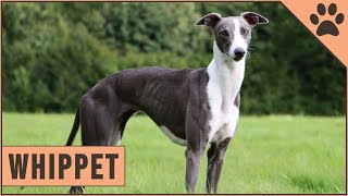 Whippet Dog Breed Information [upl. by Akapol]