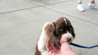 Cutest Springer Spaniel Puppy  Champ [upl. by Starinsky610]