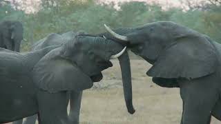 Exciting moments along the Mara River  Matira Safari Maasai Mara [upl. by Tolland]