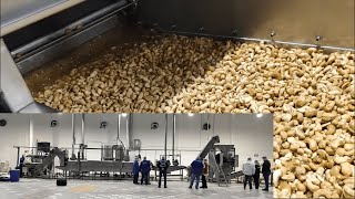 Nuts Frying Line  Fried Cashew Production [upl. by Pomona689]