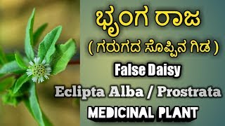 ಭೃಂಗರಾಜಗರುಗದ ಗಿಡ False Daisy Eclipta Alba  Prostrata [upl. by Yenwat]