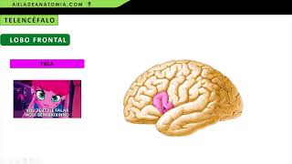 ANATOMIA DO TELENCÉFALO  LOBO FRONTAL E PARIETAL fisioterapia medicina neuroanatomia anato [upl. by Reine]