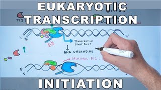 Transcription Initiation in Eukaryotes [upl. by Angell]