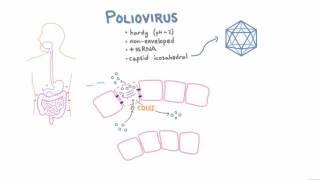 Polio Pathophysiology [upl. by Crichton874]