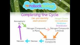 MrPollockBiology QampA 2 Nitrogen Cycle [upl. by Sim]