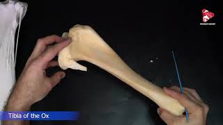 Comparative anatomy of the tibia [upl. by Alfie870]