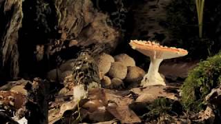 Fly Agaric and phallus impudicus growing timelapse [upl. by Deckert]