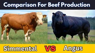 Angus vs Simmental  Which One Is Best Breed For Meat Production [upl. by Nageet]