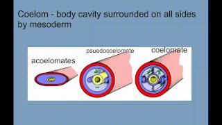 Invertebrate Diversity Part 1  Porifera to Annelids [upl. by Utta]