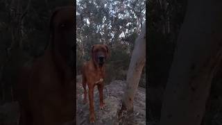 My Ridgeback Loki loving the Australian bushland 😊 slow motion ridgeback dog australia [upl. by Yenetruoc]