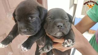 Pitbull Mastiff Puppies For Sale  High Quality Pups  Very Rare Breed [upl. by Edobalo]