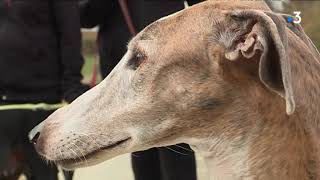 Une vie de chien Galgos maltraité entre lEspagne et la HauteGaronne [upl. by Annaiv282]