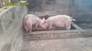 Best Pig Breed For Small Farms [upl. by Suolevram963]