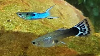 Rare Hybrid Mating Ritual Caught on Film Endler Breeding with Guppy Color Changing and Dancing [upl. by Neilson943]