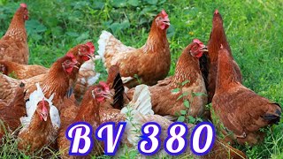 BV 380 கோழி  BV 380 Chicken Breed [upl. by Mareld714]