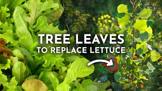 Grow Edible Tree Leaves Instead of Lettuce amp Spinach [upl. by Llemart]