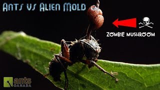 Ants vs Alien Mold [upl. by Evander]