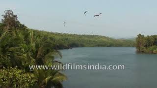 Aghanashini river in Karnataka coconut trees and lots of Brahminy Kites [upl. by Yhtur]