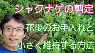 【シャクナゲの剪定】花後の手入れamp小さくする方法🌱✨ [upl. by Amias909]